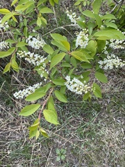 Prunus padus