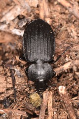 Licinus silphoides