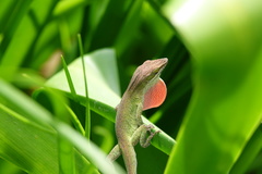 Anolis carolinensis