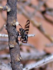 Pterotaenia fasciata