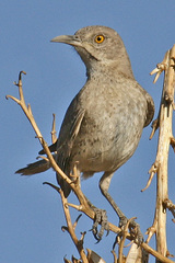 Curve-Billed Thrasher photo 5