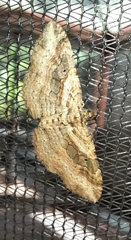 Costaconvexa