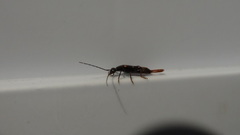 Spongiphoridae