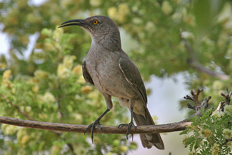 Curve-Billed Thrasher