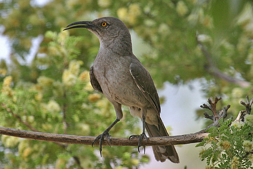 Curve-billed Thrasher, photo 3 of 10