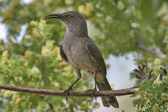 Curve-Billed Thrasher photo 1