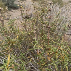 Salvia brandegeei