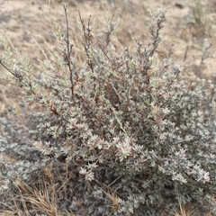 Eriogonum wrightii dentatum
