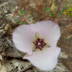 Calochortus splendens