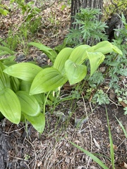 Polygonatum odoratum
