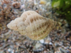 Coralliophila squamosissima