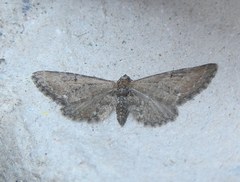Eupithecia vulgata
