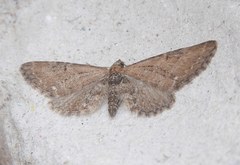 Eupithecia vulgata