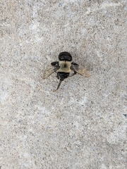 Anthophora abrupta