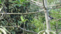 Atlapetes leucopterus