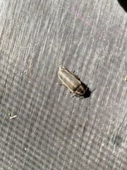 Pyractomena borealis