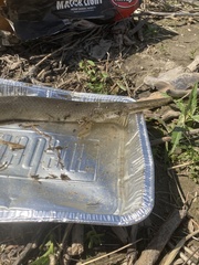 Lepisosteus platostomus