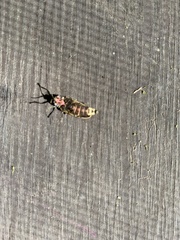 Pyractomena borealis