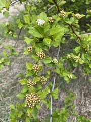 Crataegus
