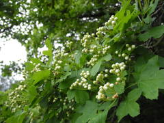 Crataegus pentagyna