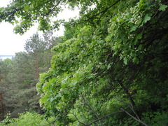 Crataegus pentagyna