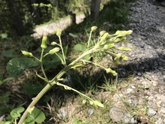 Petasites albus