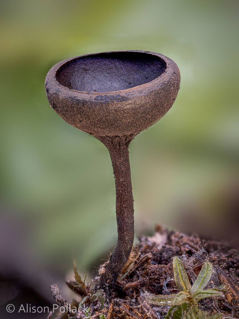 Midnight Goblet