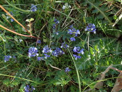 Polygala calcarea