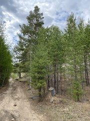 Pinus sylvestris