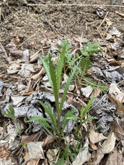 Achillea alpina