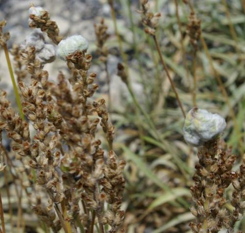 Silvery Plantain