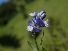 Polygala calcarea