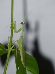 Sphodromantis