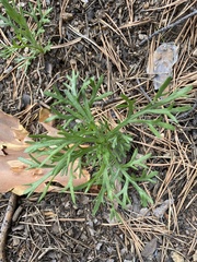 Chrysanthemum zawadskii