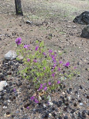 Rhododendron dauricum