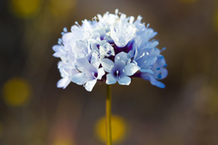 Gilia