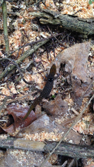 Sphaerodactylus grandisquamis guarionex