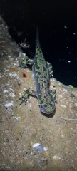 Triturus marmoratus