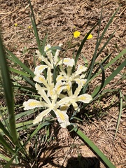 Iris tenuissima