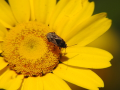 Trapezonotus ullrichi