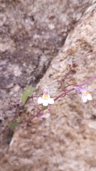 Cymbalaria muralis