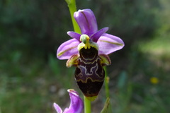 Ophrys scolopax