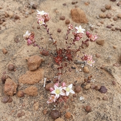 Dudleya crassifolia