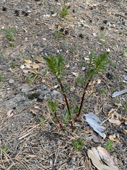 Astragalus membranaceus