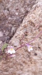 Cymbalaria muralis