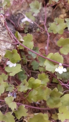 Cymbalaria muralis