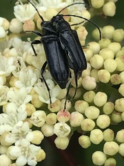 Strangalepta abbreviata