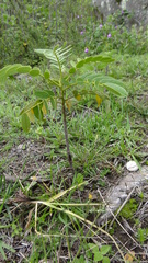 Senna multiglandulosa