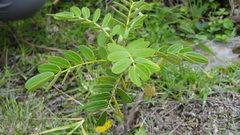 Senna multiglandulosa