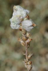 Plantago albicans image